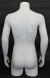 36 in H Male Torso Mannequin with arms MT2WT